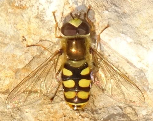 Eupeodes corollae